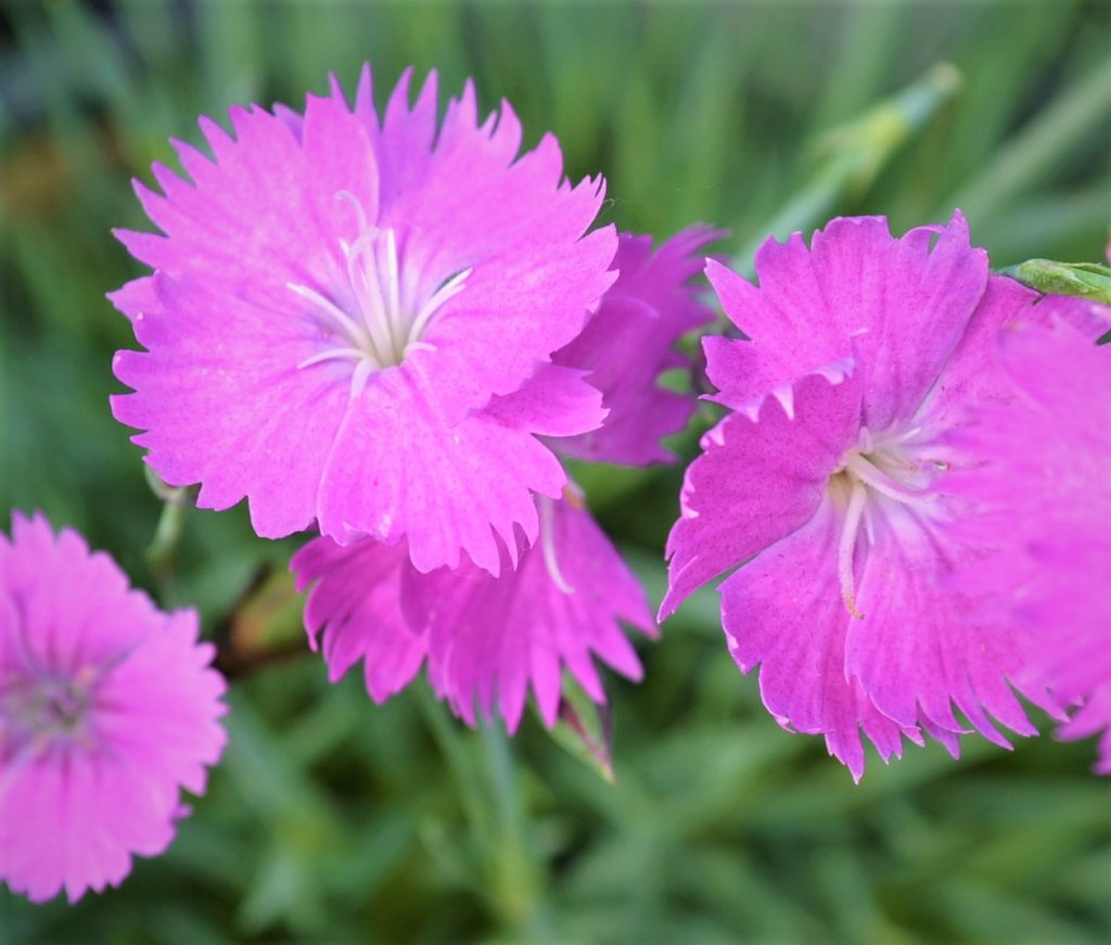 Firewitch Dianthus Next Generation Landscape Nursery