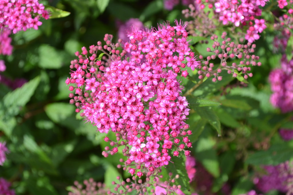 Pink Spirea Flower Cluster Next Generation Landscape Nursery