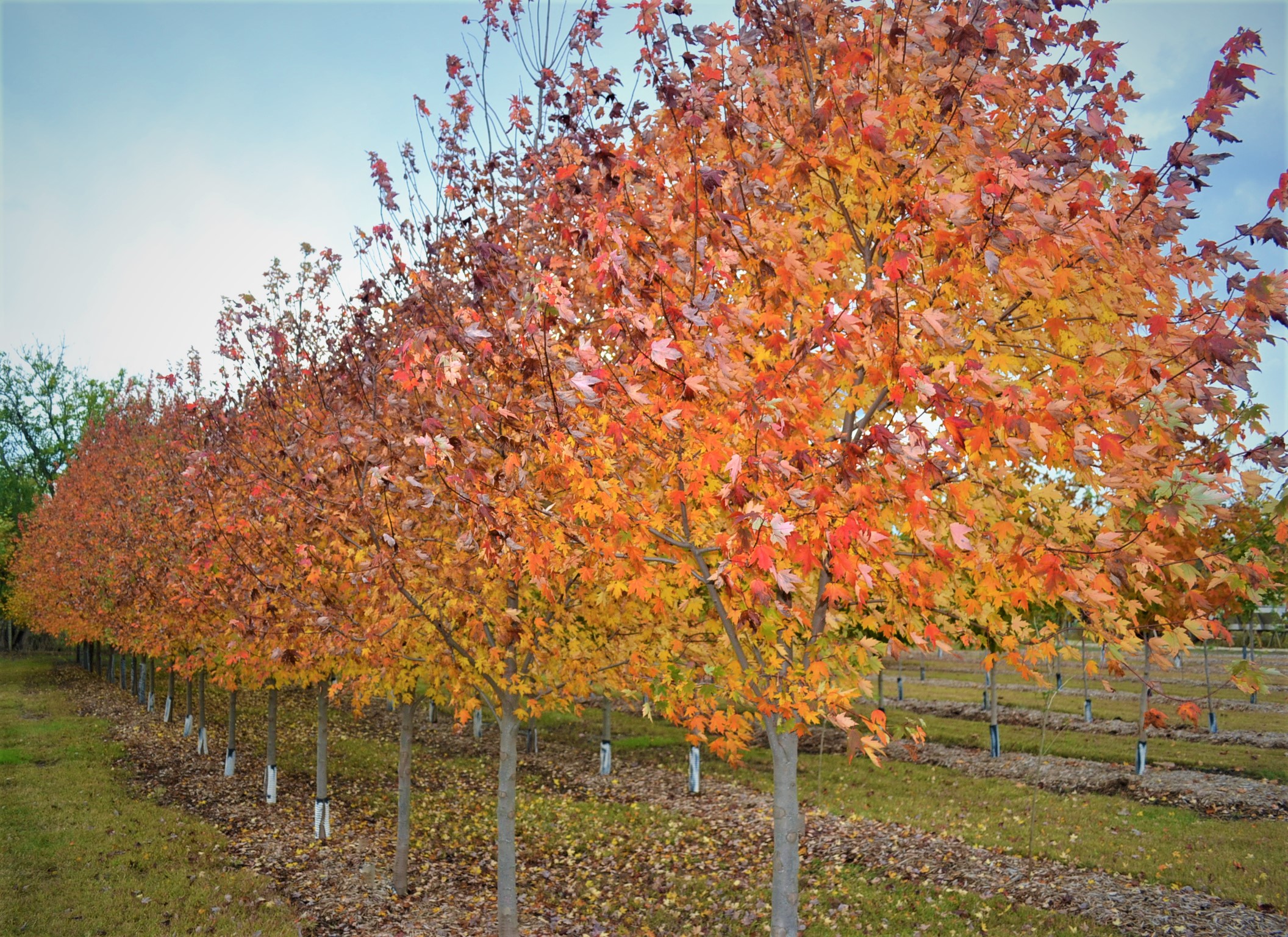 Cedar Rapids Tree Nursery