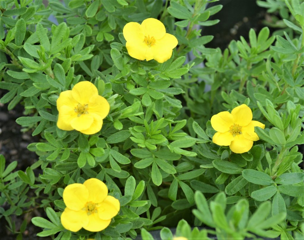 marmalade-potentilla-next-generation-landscape-nursery