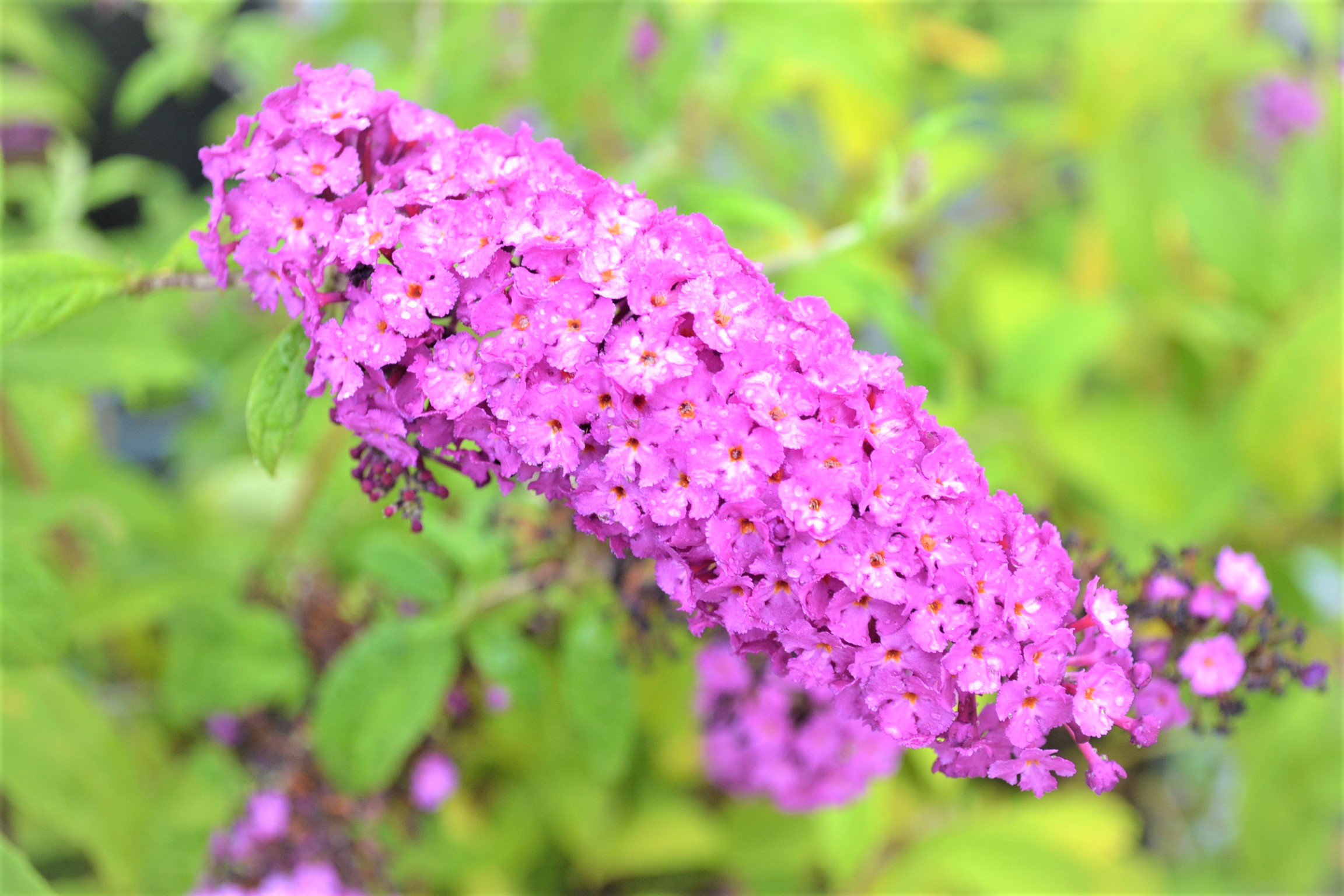 Enchanting Pink Delight: The Butterfly Bush That Captivates