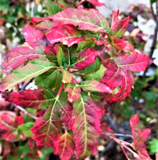 Bailey Compact Amur Maple - Next Generation Landscape Nursery