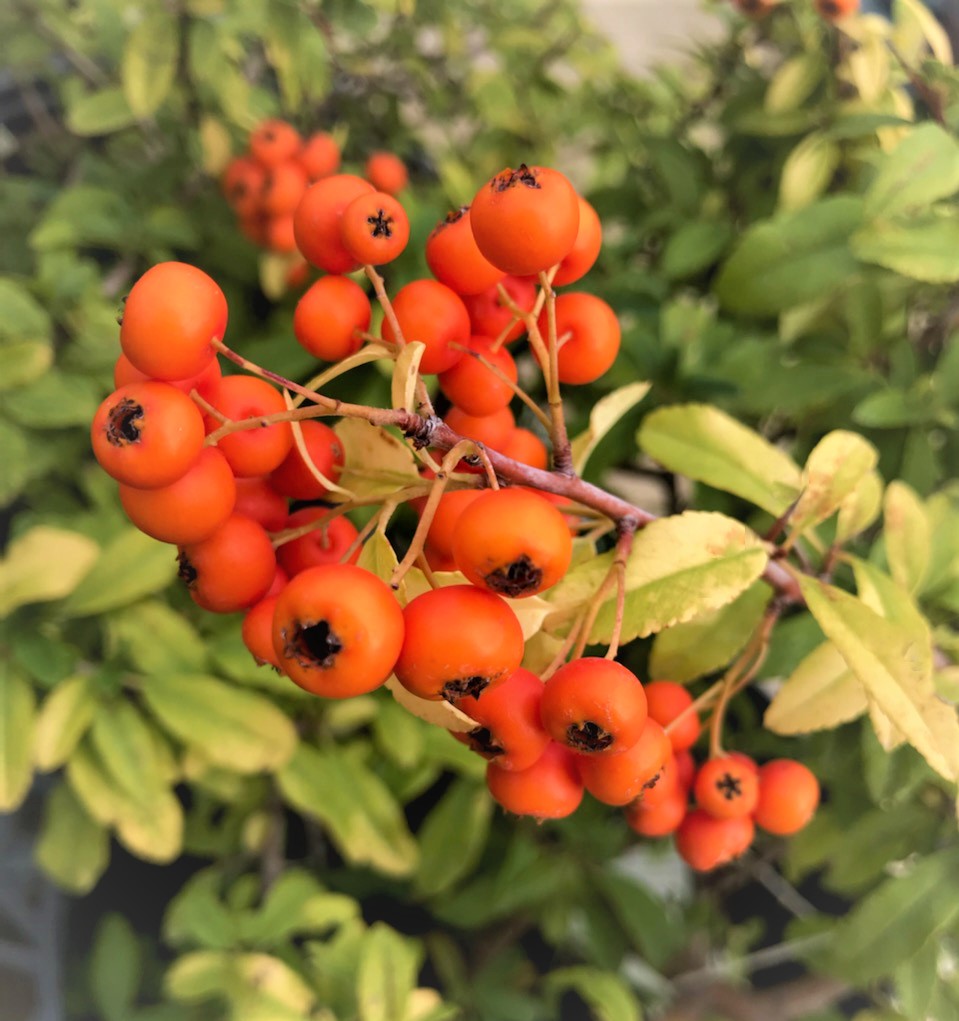 Gnome Pyracantha - Next Generation Landscape Nursery