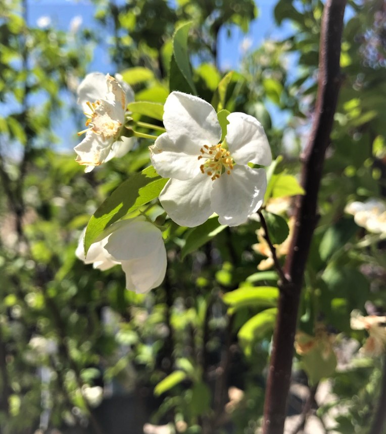 Snowdrift Crabapple - Next Generation Landscape Nursery