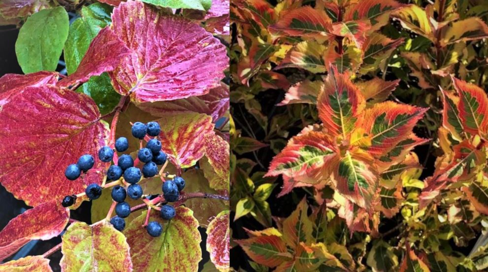 Shrubs with Fall Color!