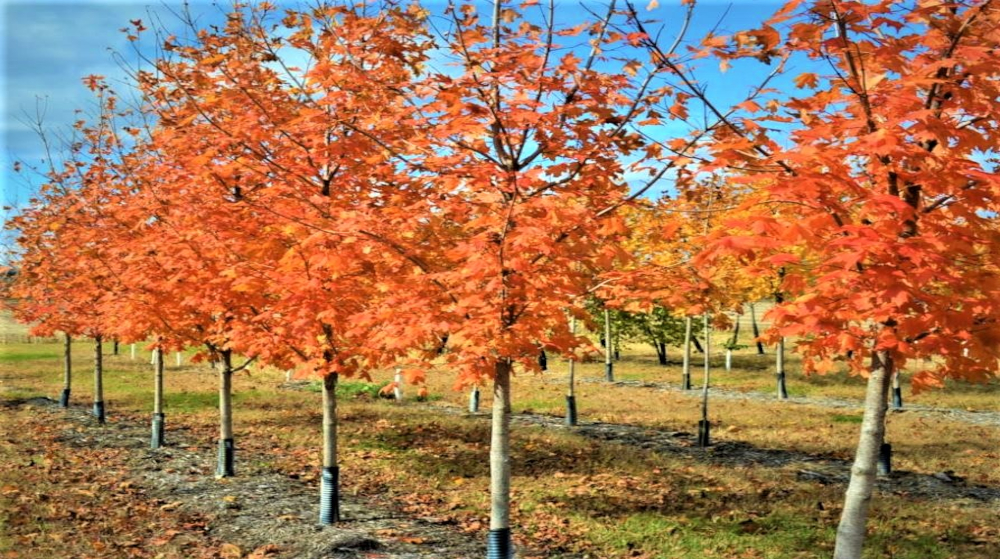 Fall Tree Planting Available!
