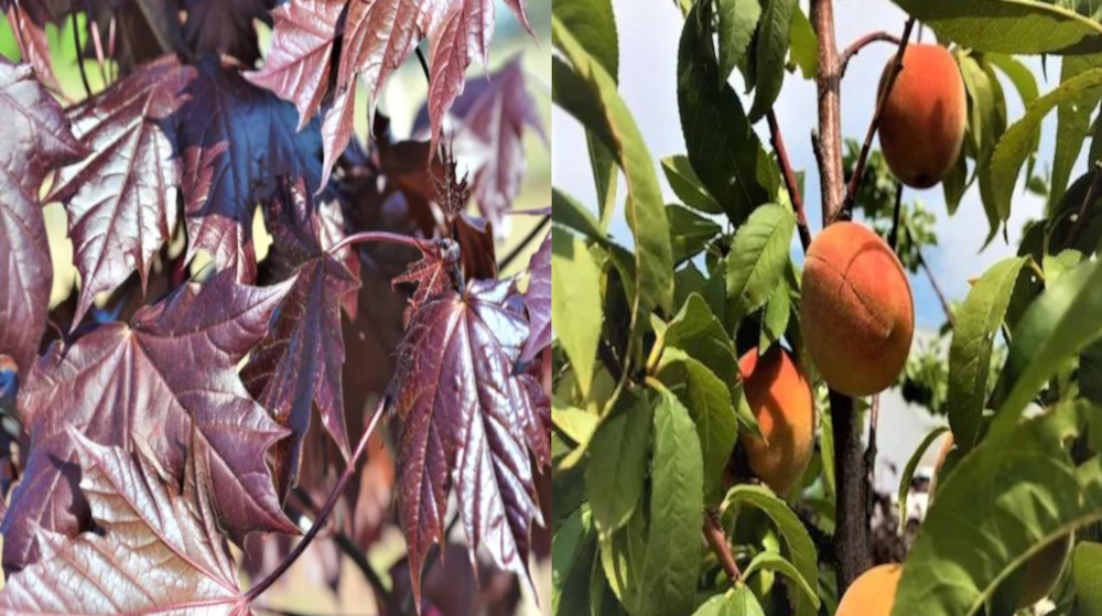 Shade & Fruit Trees