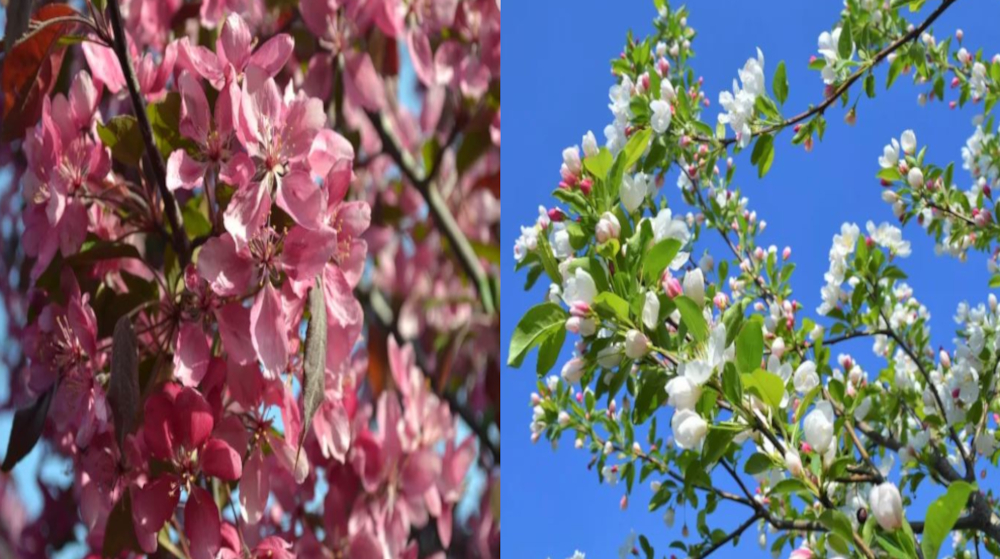 Flowering Ornamental Trees!